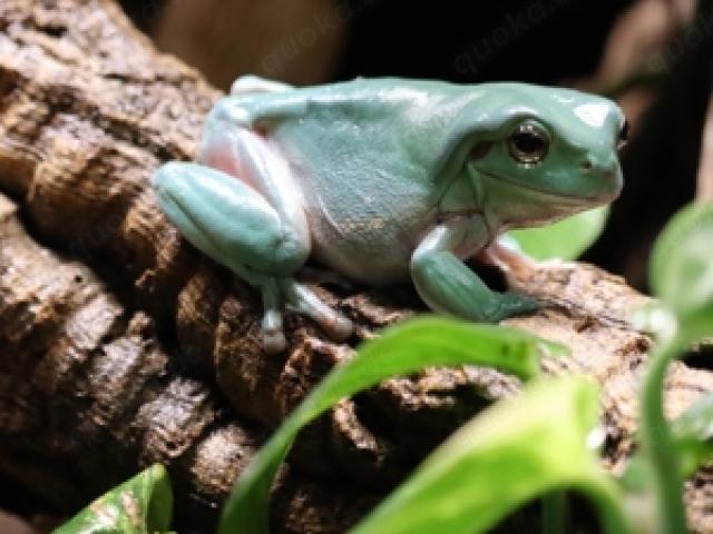 Korallenfingerlaubfrösche Litoria caerulea - 1