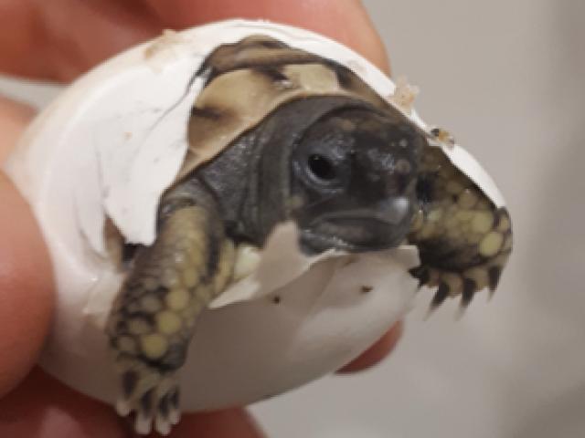 Griechische Landschildkröten NZ 24 - 1