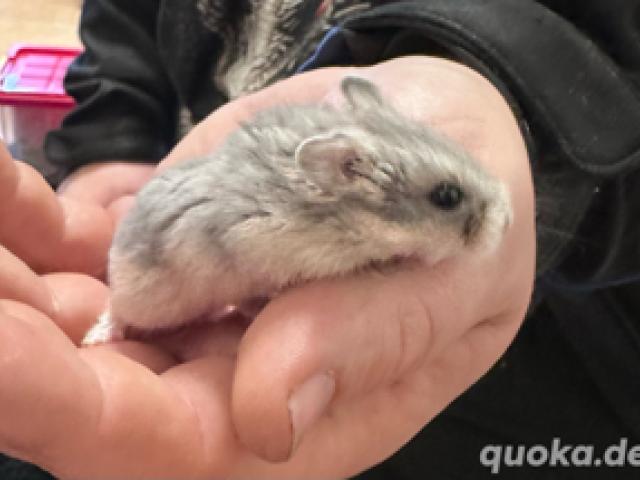 hamster babys ( Dsungarische   Zwerghamster ) - 1