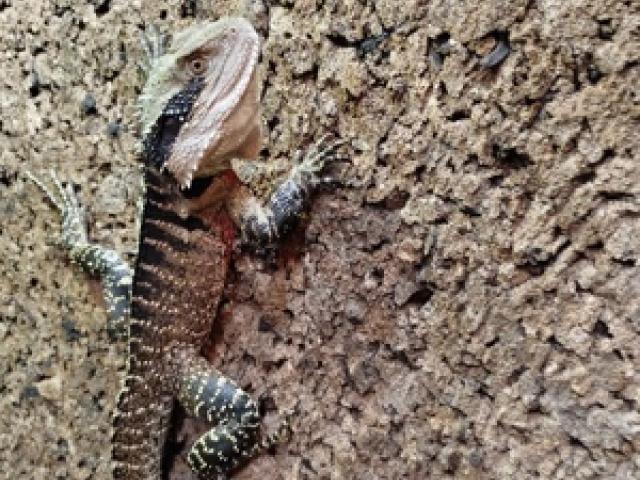 Australische Wasseragame Intellagama lesueurii Männchen - 1