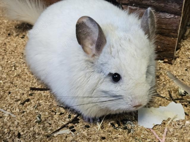 Angora Chinchilla Bock weiß - 1