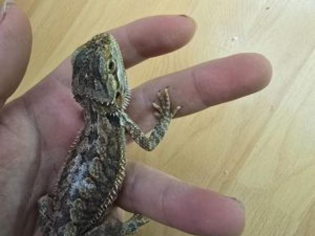 0.1 Bartagame Pogona Vitticeps Abgabebereit NZ 07 2024 - 1