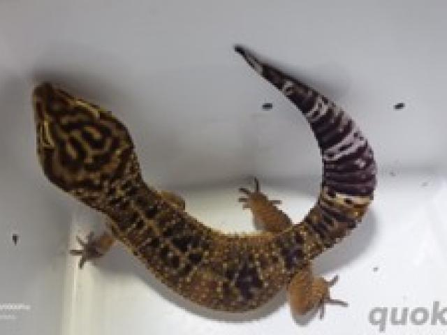 Leopardgecko Black Nights 2.0 aus 23 - 1